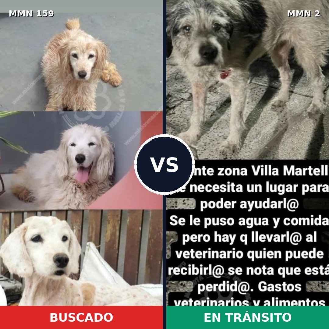 Comparativa MMS 3747: mascota perdida y mascota encontrada, 51% de similitud