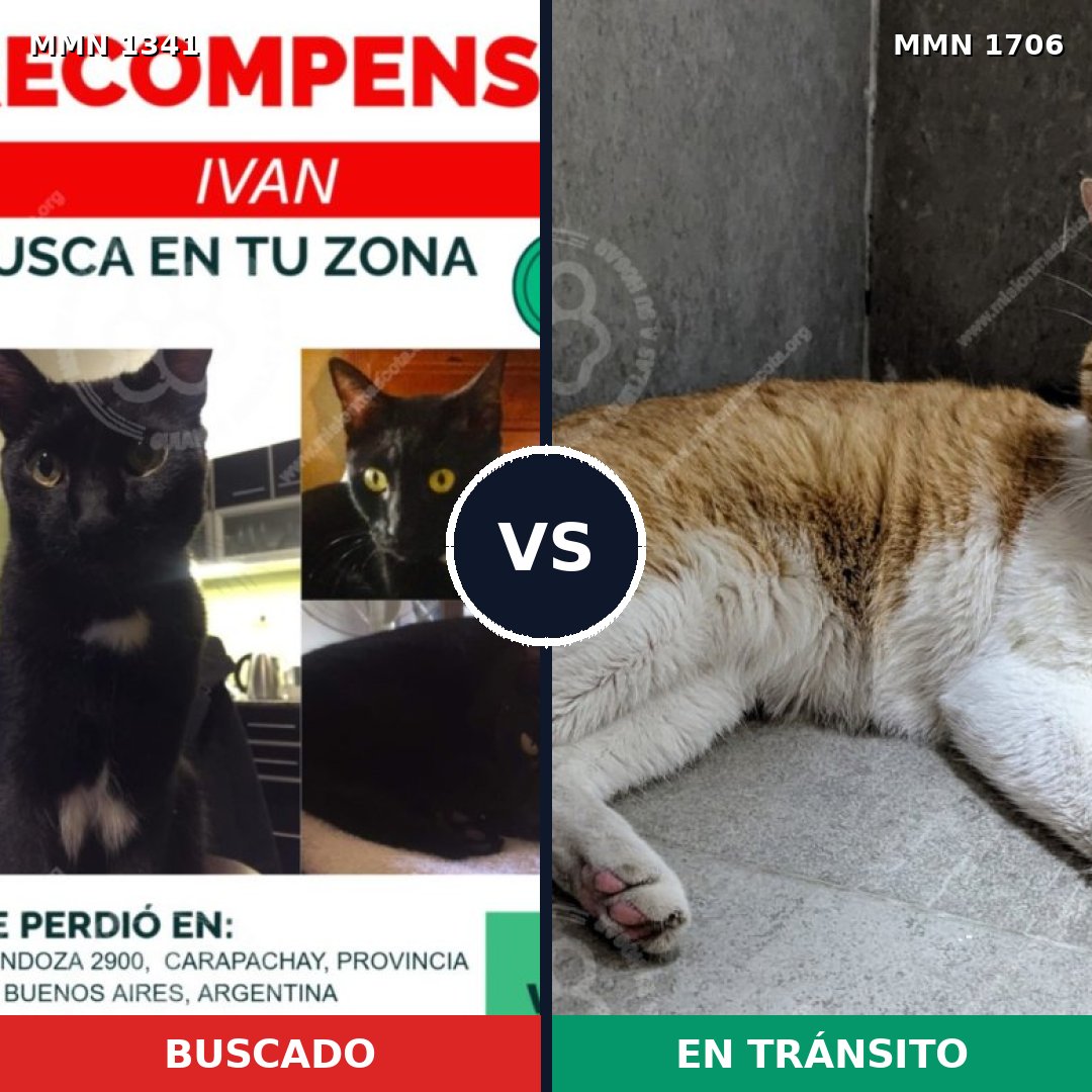 Comparativa MMS 37471: mascota perdida y mascota encontrada, 60% de similitud