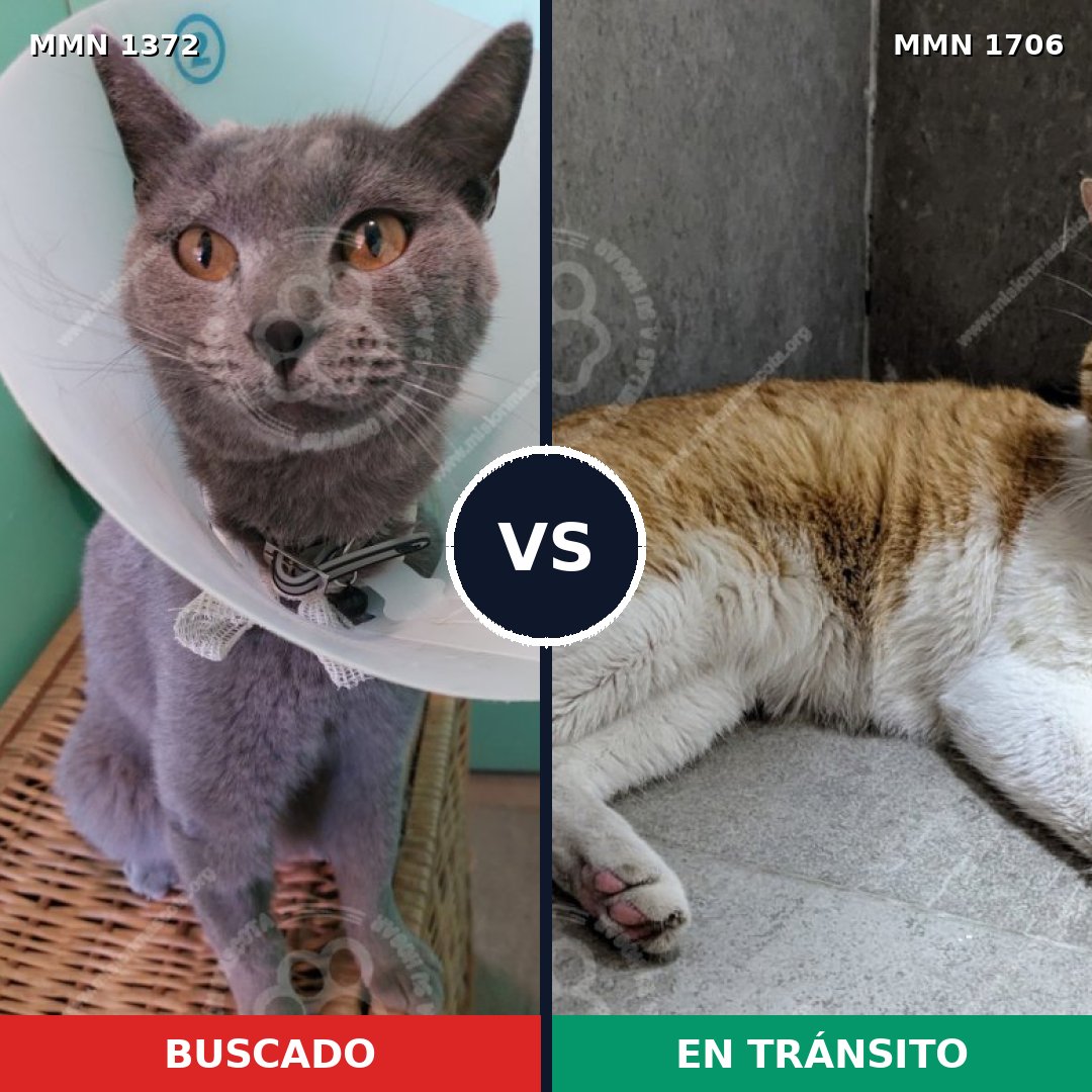Comparativa MMS 37472: mascota perdida y mascota encontrada, 43% de similitud
