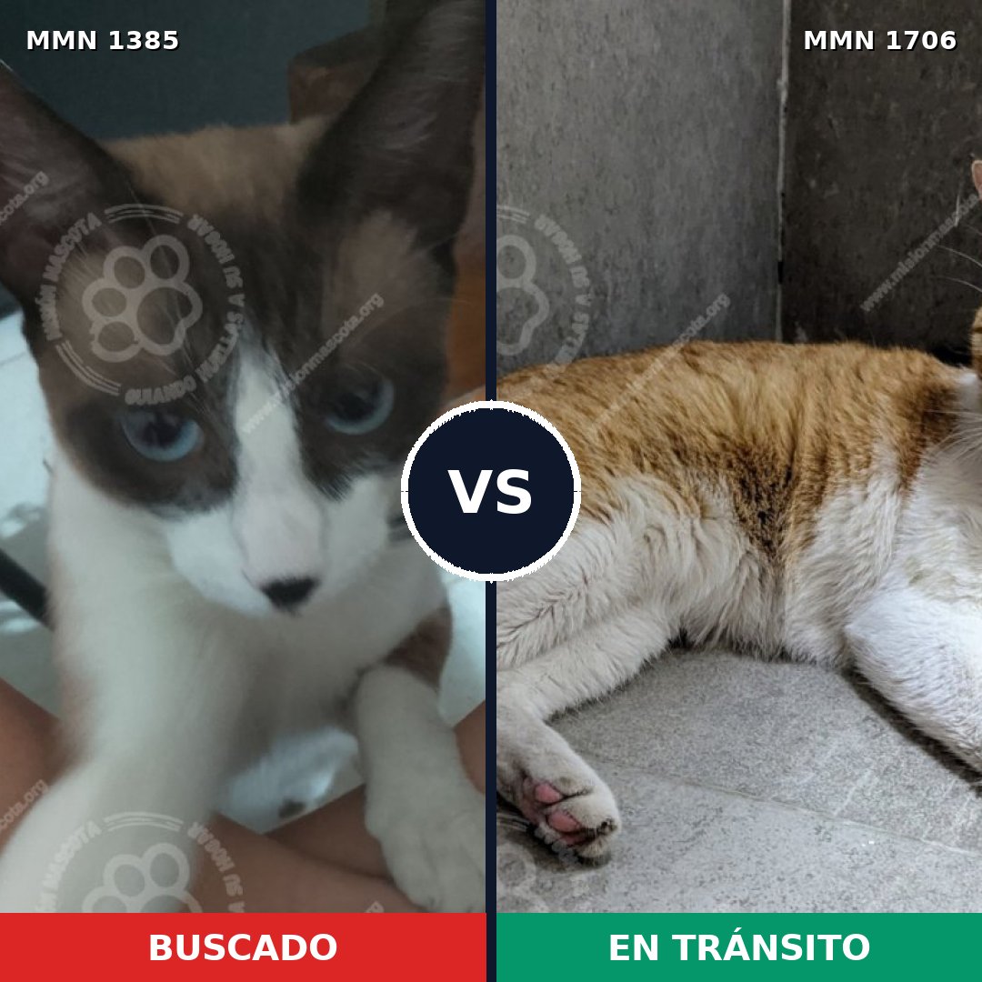 Comparativa MMS 37474: mascota perdida y mascota encontrada, 43% de similitud
