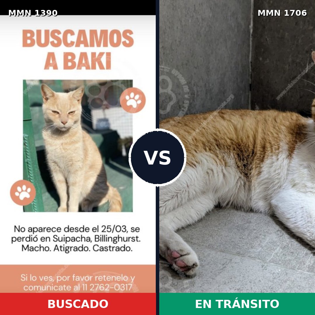 Comparativa MMS 37476: mascota perdida y mascota encontrada, 56% de similitud