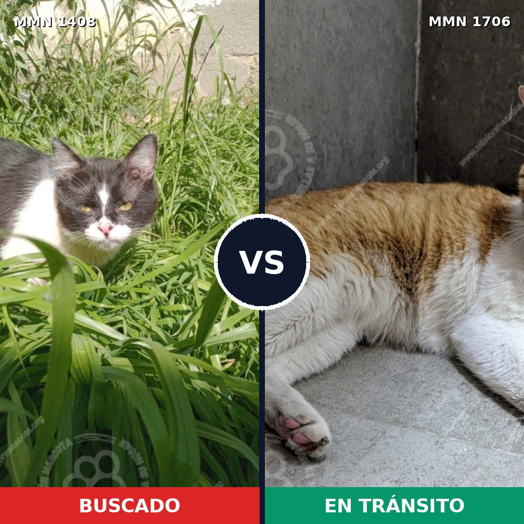 Comparativa MMS 37477: mascota perdida y mascota encontrada, 53% de similitud