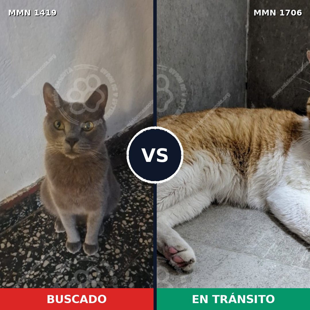 Comparativa MMS 37478: mascota perdida y mascota encontrada, 45% de similitud