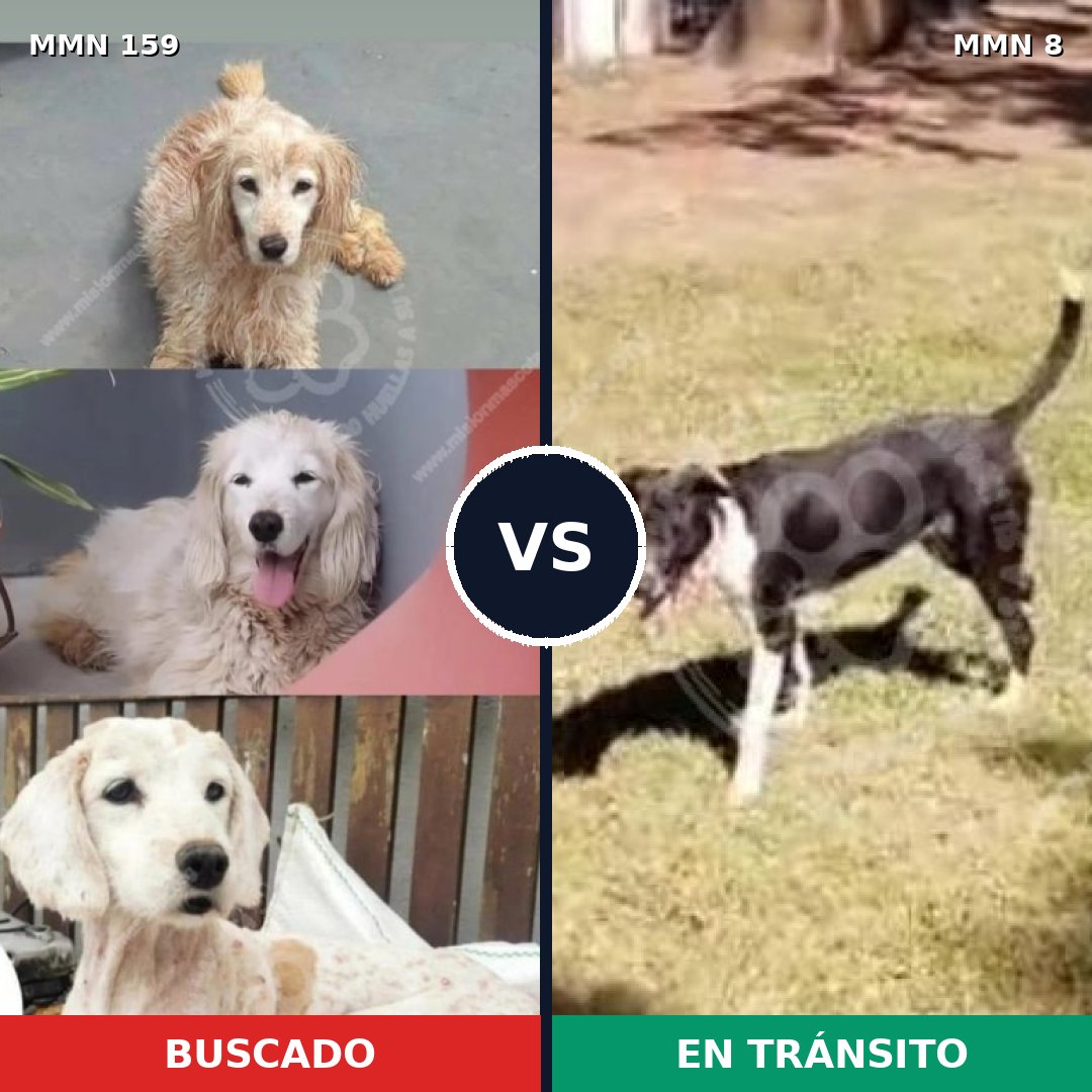 Comparativa MMS 3748: mascota perdida y mascota encontrada, 47% de similitud
