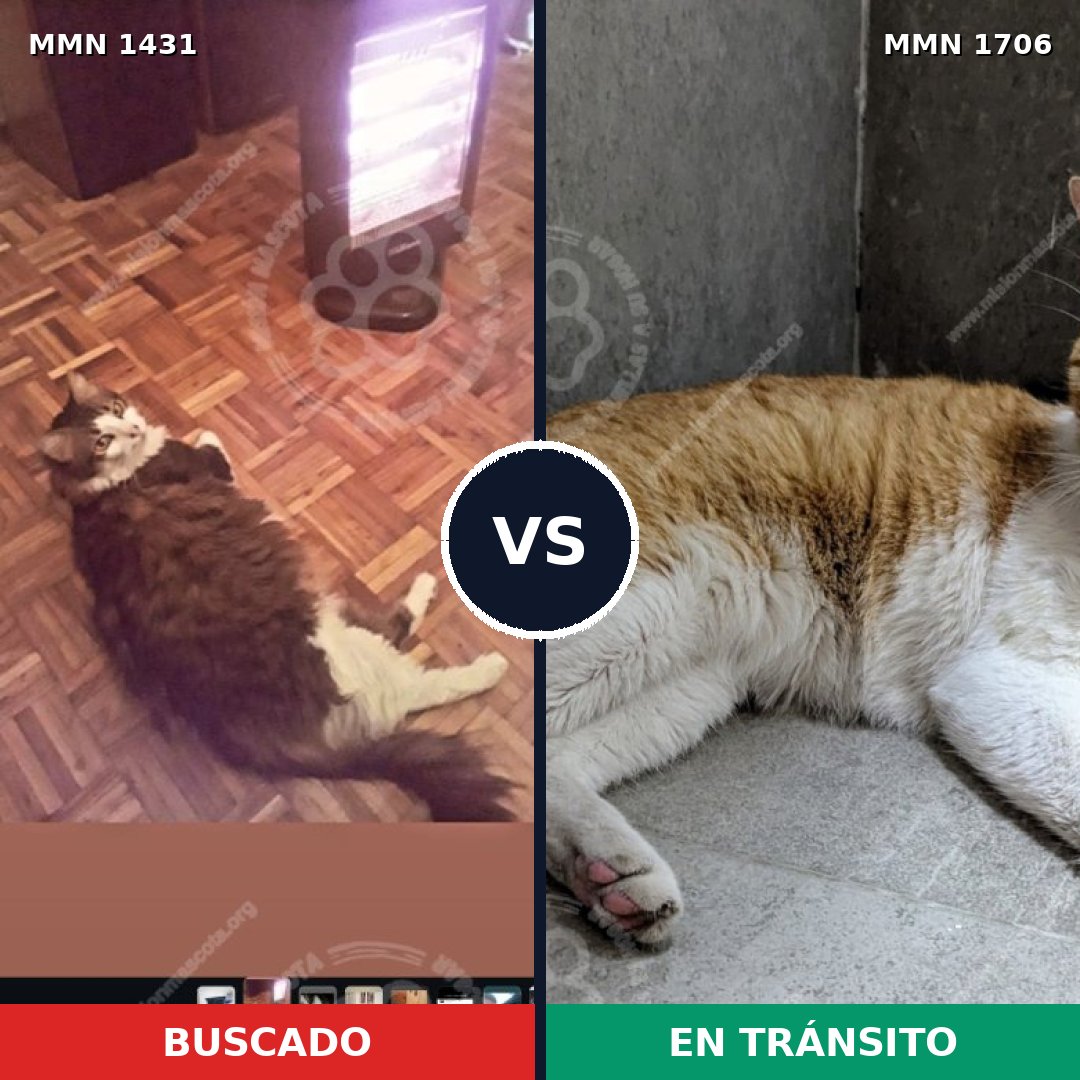 Comparativa MMS 37480: mascota perdida y mascota encontrada, 41% de similitud