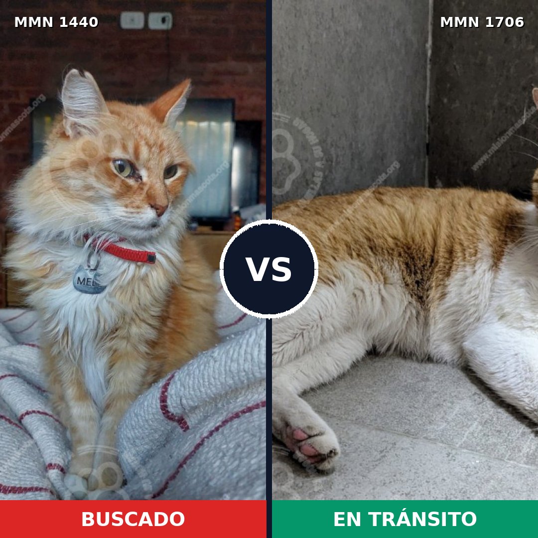 Comparativa MMS 37481: mascota perdida y mascota encontrada, 62% de similitud