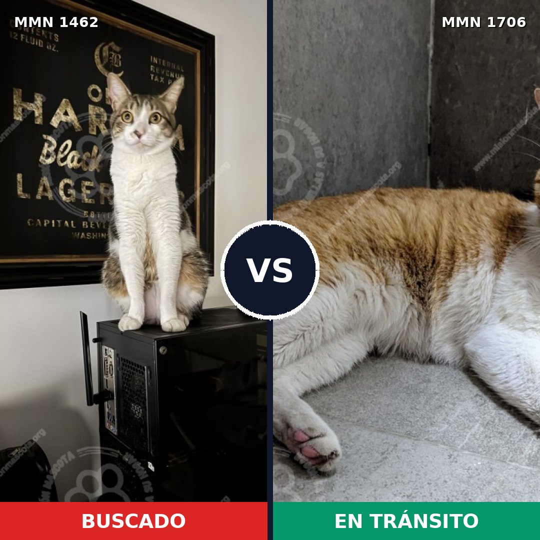 Comparativa MMS 37483: mascota perdida y mascota encontrada, 57% de similitud