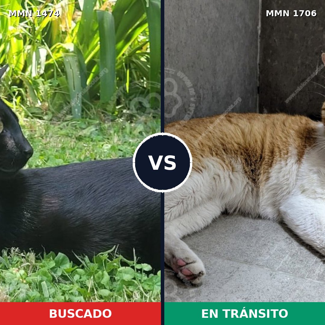Comparativa MMS 37485: mascota perdida y mascota encontrada, 50% de similitud