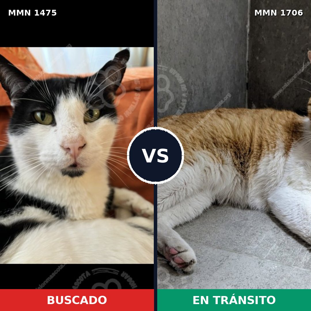 Comparativa MMS 37486: mascota perdida y mascota encontrada, 50% de similitud
