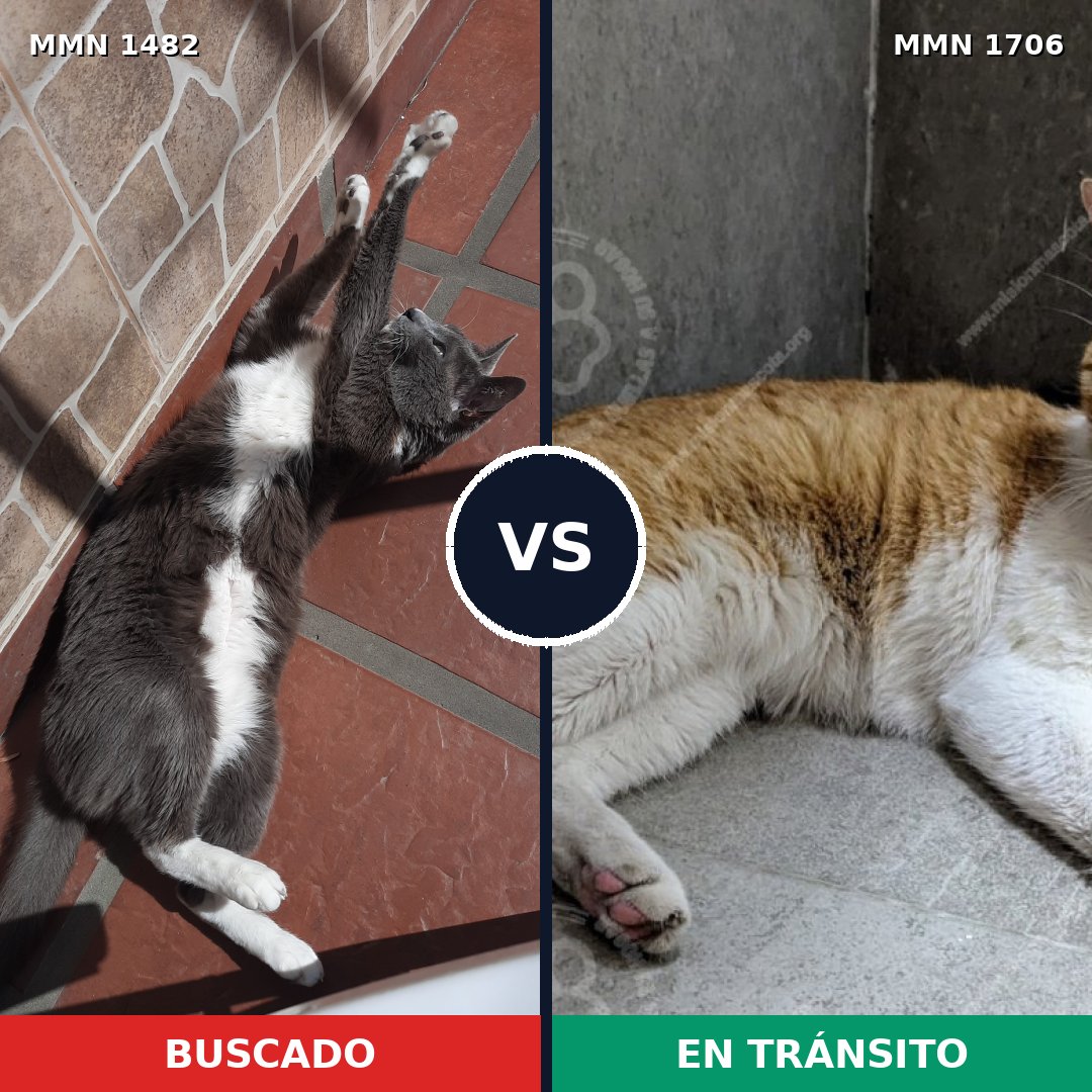 Comparativa MMS 37488: mascota perdida y mascota encontrada, 59% de similitud