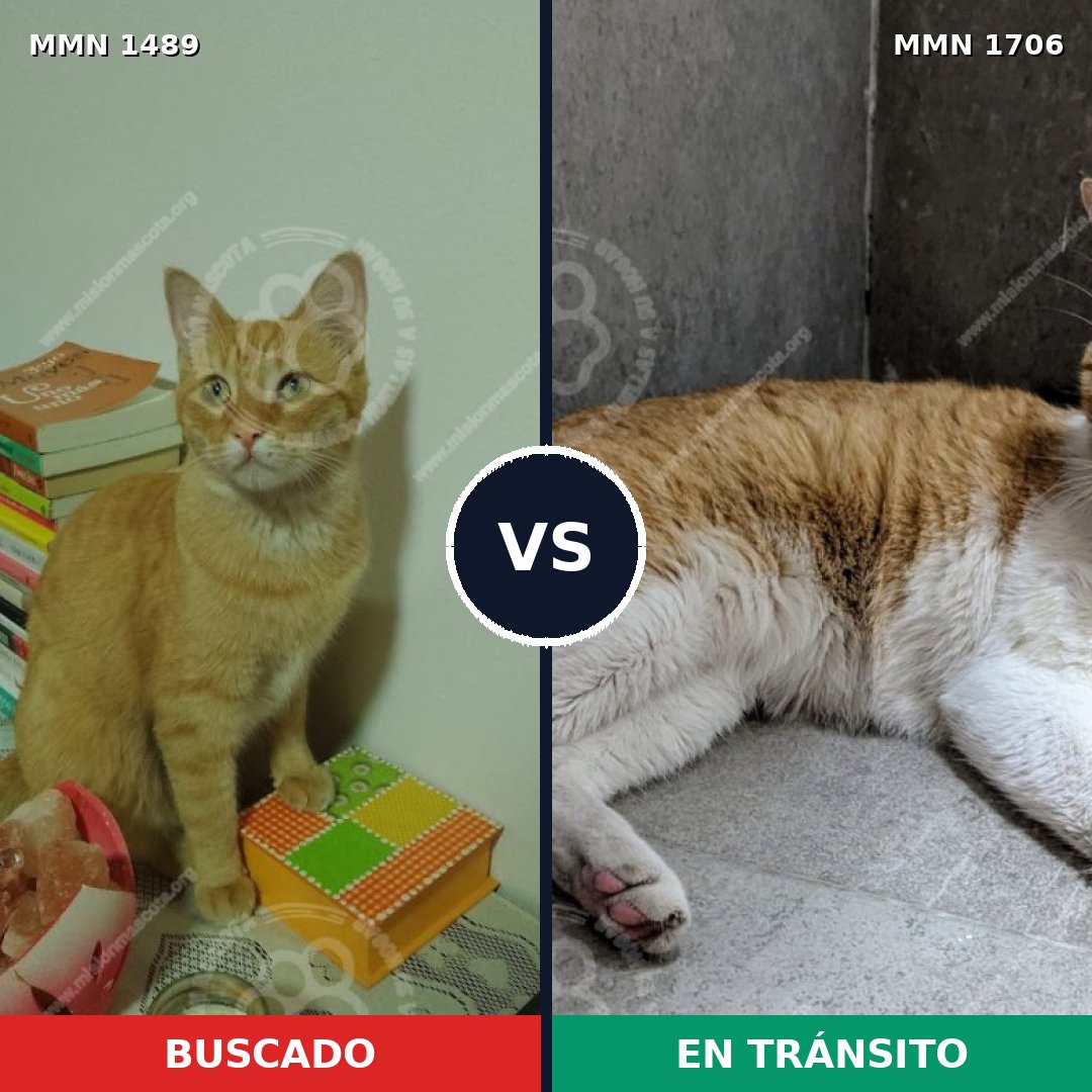 Comparativa MMS 37489: mascota perdida y mascota encontrada, 48% de similitud