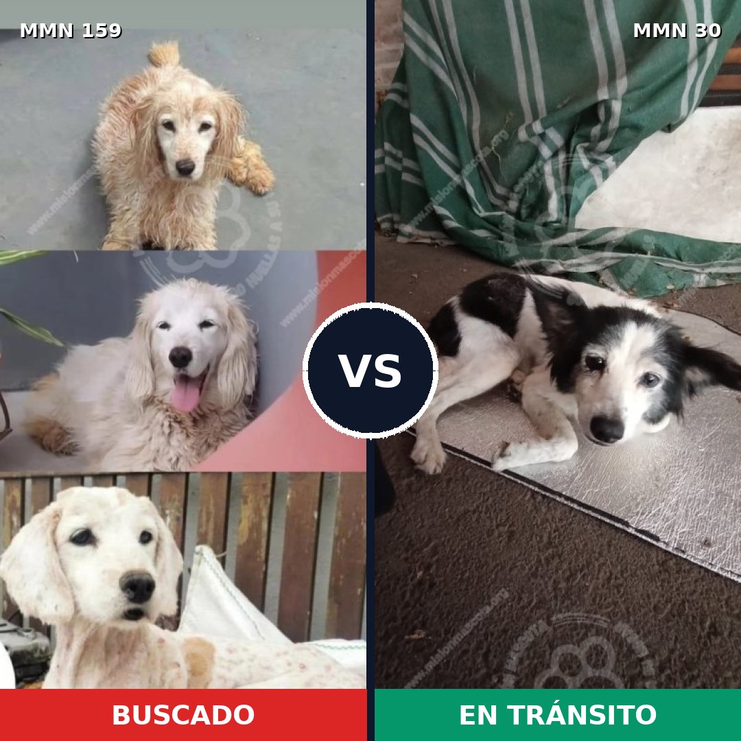 Comparativa MMS 3749: mascota perdida y mascota encontrada, 53% de similitud