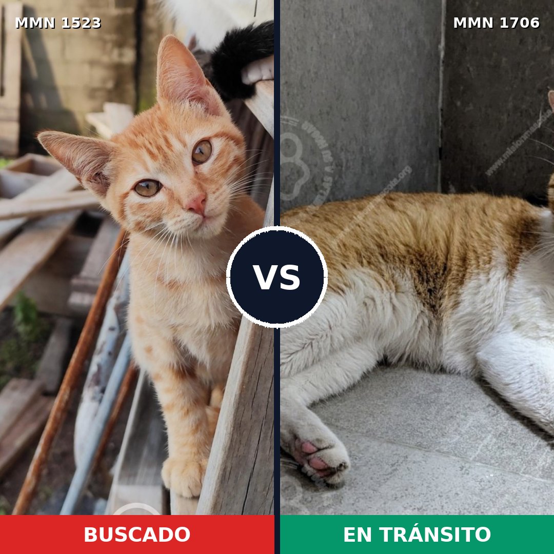 Comparativa MMS 37491: mascota perdida y mascota encontrada, 64% de similitud