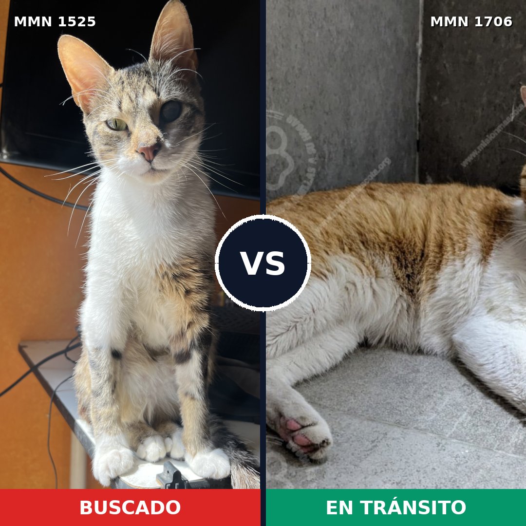 Comparativa MMS 37492: mascota perdida y mascota encontrada, 58% de similitud