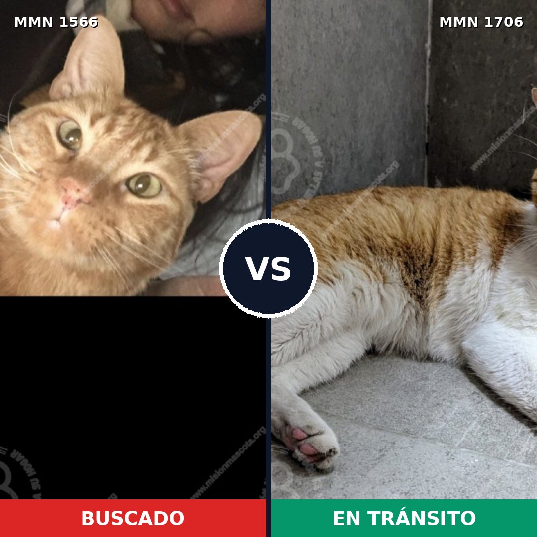 Comparativa MMS 37494: mascota perdida y mascota encontrada, 73% de similitud