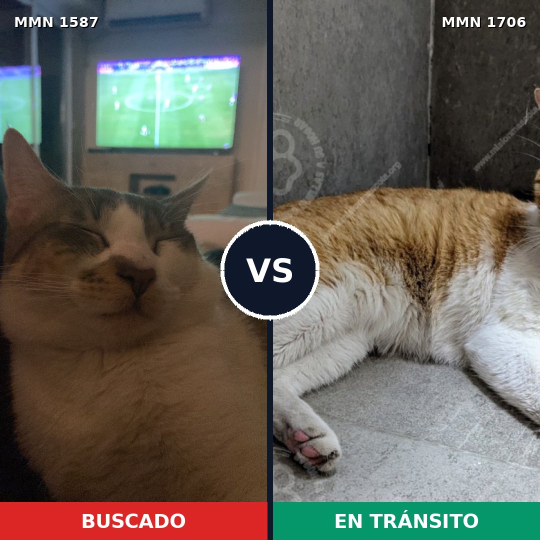 Comparativa MMS 37495: mascota perdida y mascota encontrada, 47% de similitud