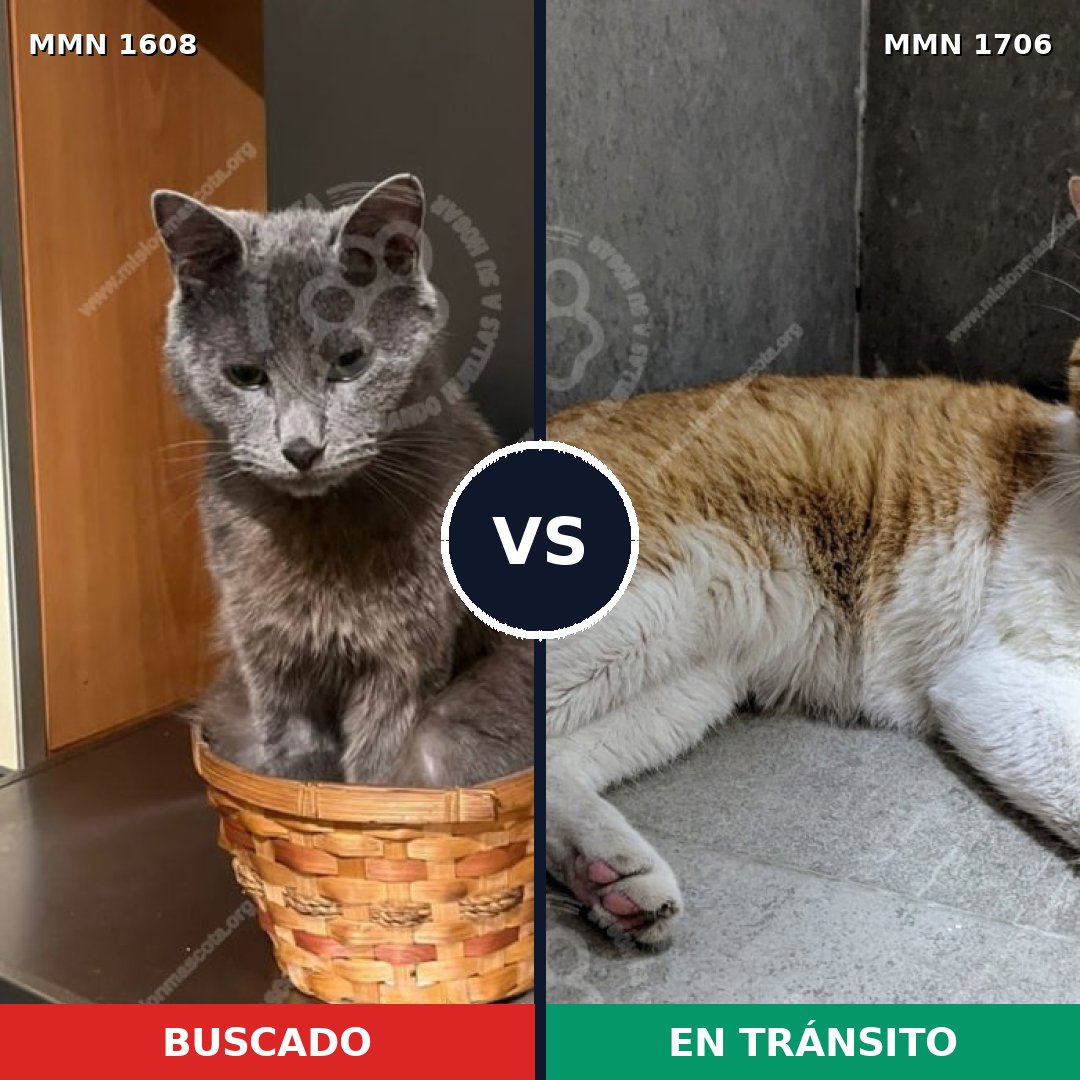 Comparativa MMS 37497: mascota perdida y mascota encontrada, 41% de similitud
