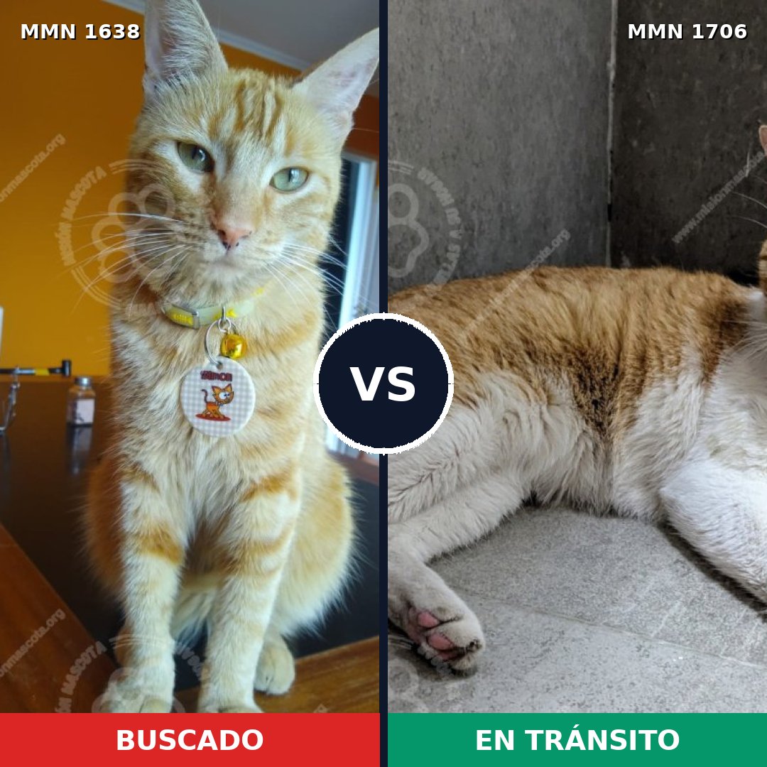 Comparativa MMS 37499: mascota perdida y mascota encontrada, 62% de similitud