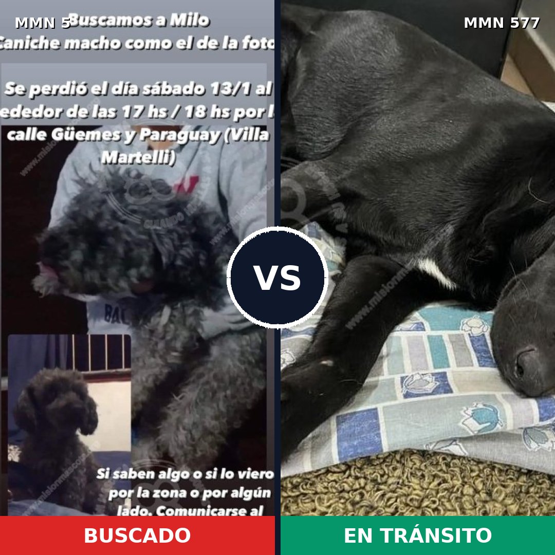 Comparativa MMS 375: mascota perdida y mascota encontrada, 39% de similitud