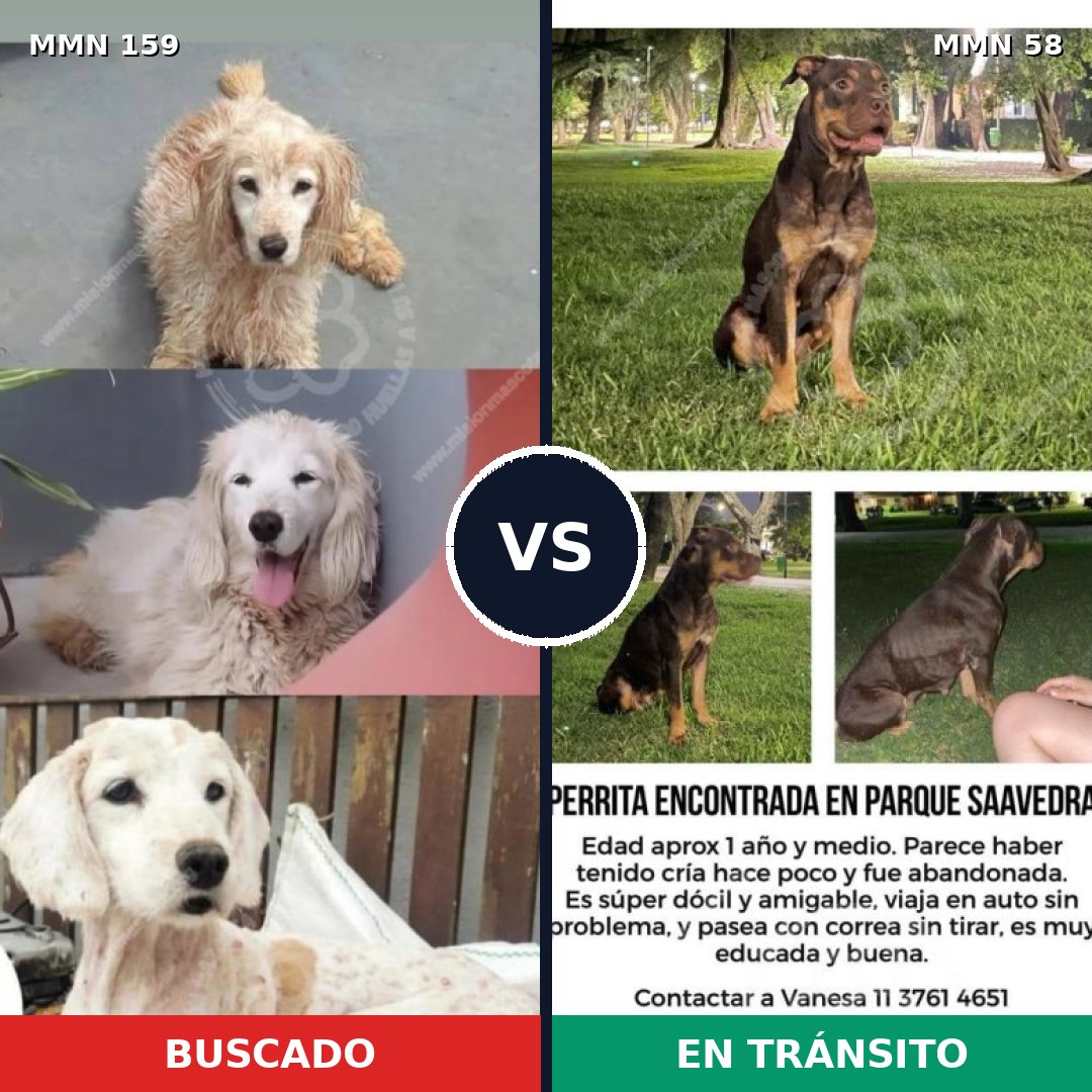 Comparativa MMS 3750: mascota perdida y mascota encontrada, 43% de similitud