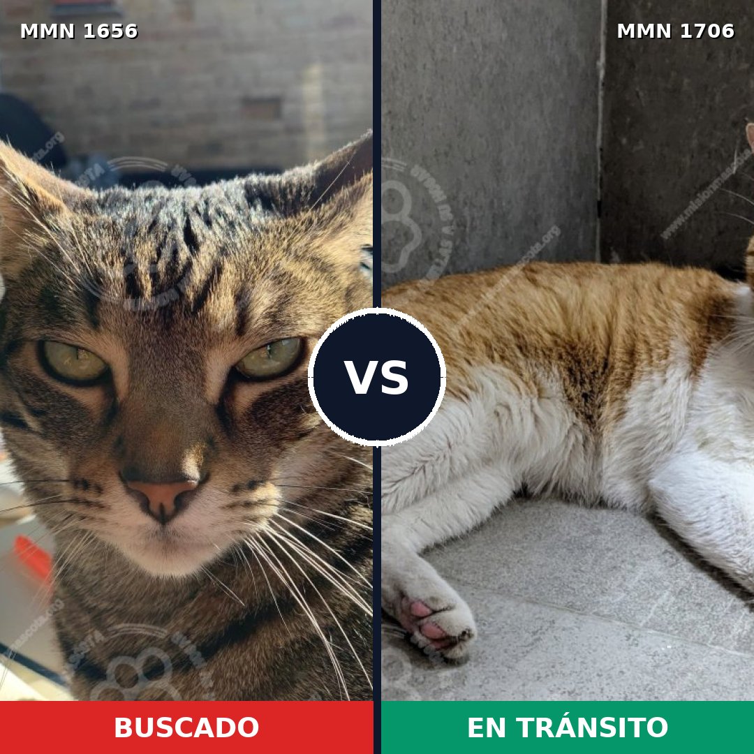 Comparativa MMS 37500: mascota perdida y mascota encontrada, 50% de similitud