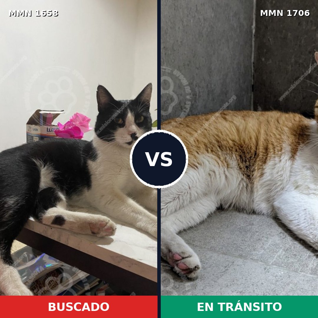 Comparativa MMS 37501: mascota perdida y mascota encontrada, 51% de similitud