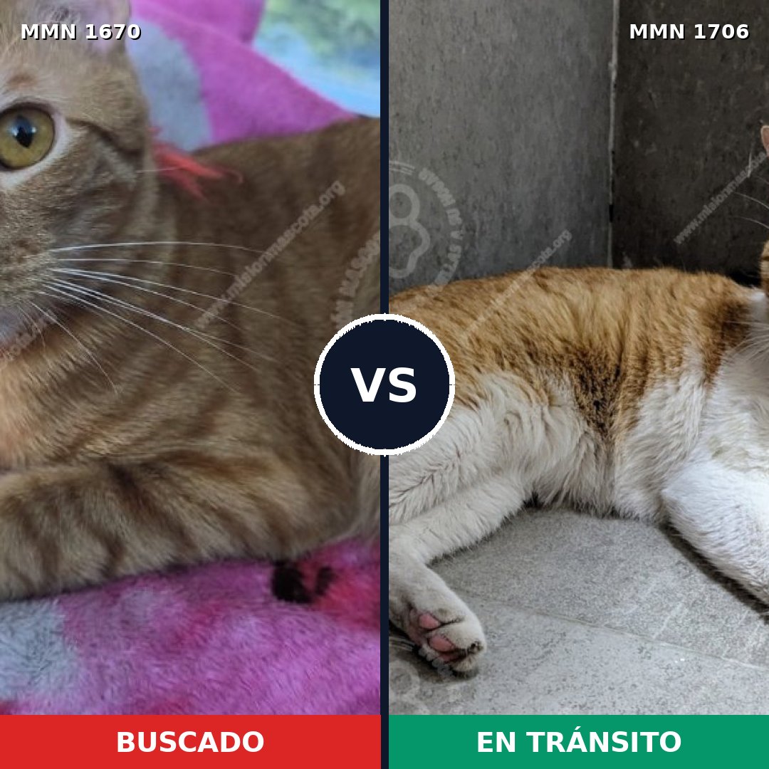 Comparativa MMS 37503: mascota perdida y mascota encontrada, 61% de similitud