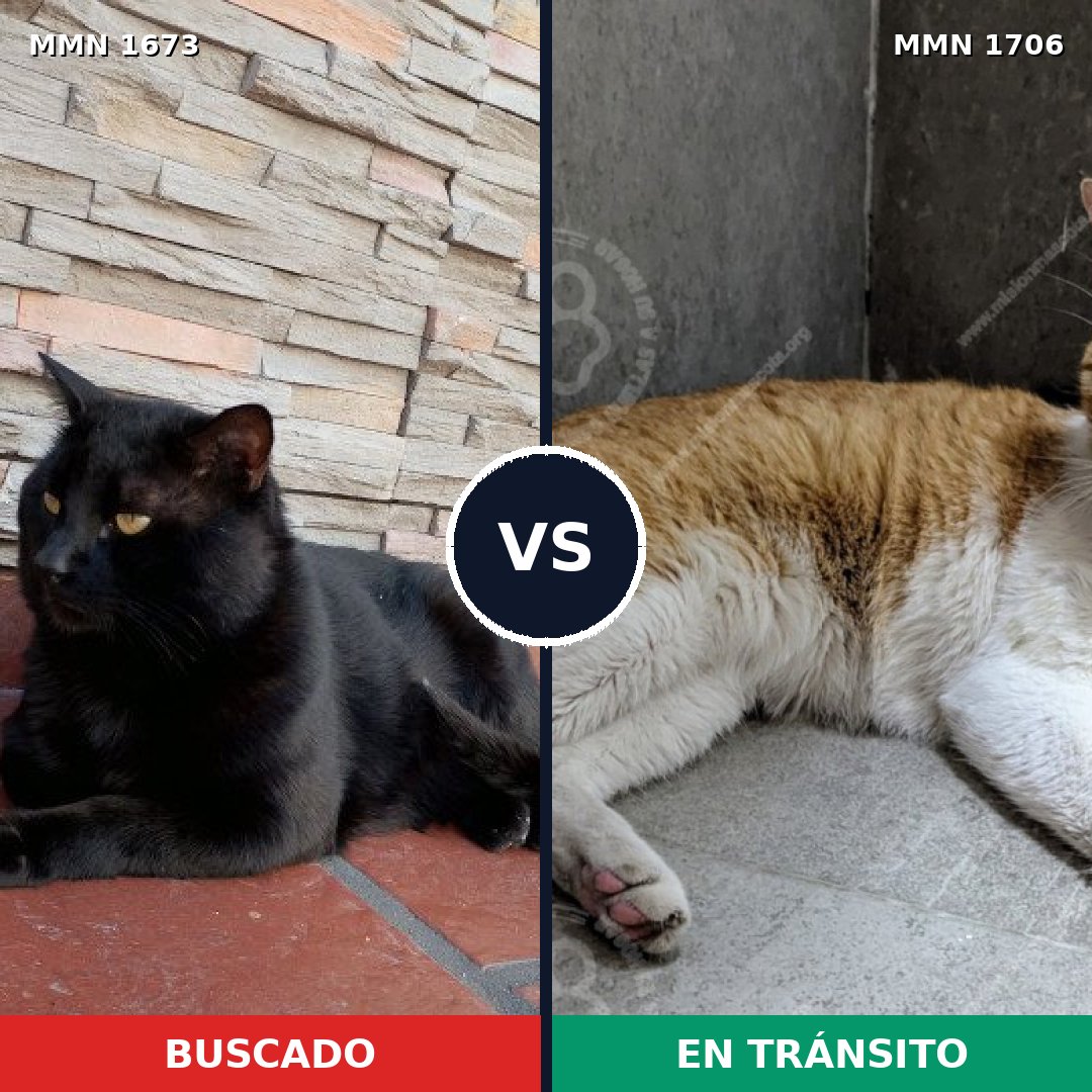 Comparativa MMS 37504: mascota perdida y mascota encontrada, 55% de similitud