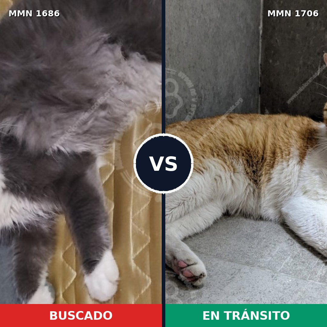 Comparativa MMS 37505: mascota perdida y mascota encontrada, 56% de similitud
