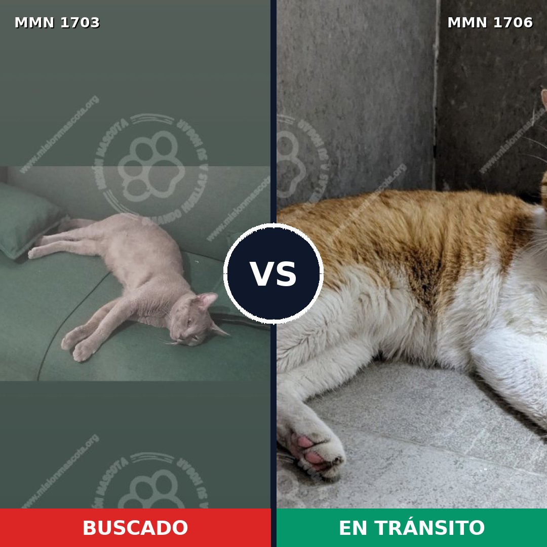 Comparativa MMS 37507: mascota perdida y mascota encontrada, 42% de similitud