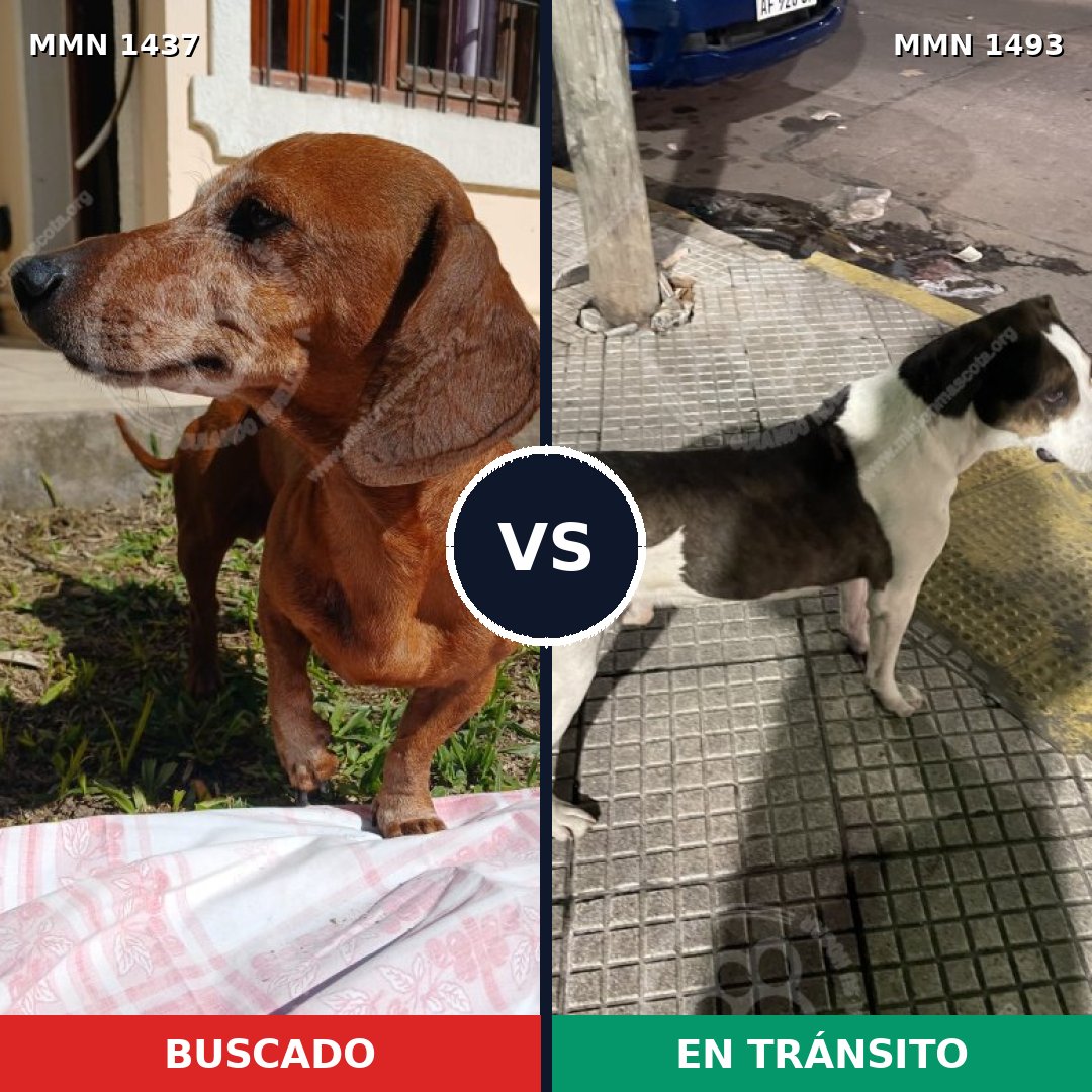 Comparativa MMS 37509: mascota perdida y mascota encontrada, 27% de similitud