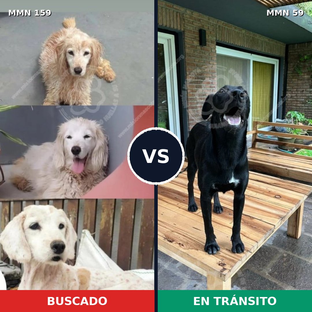 Comparativa MMS 3751: mascota perdida y mascota encontrada, 6% de similitud