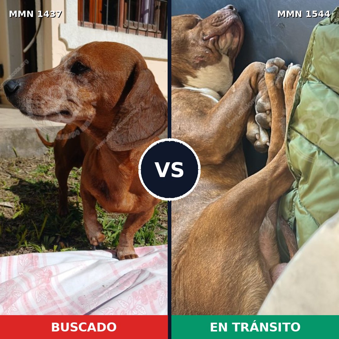Comparativa MMS 37510: mascota perdida y mascota encontrada, 22% de similitud