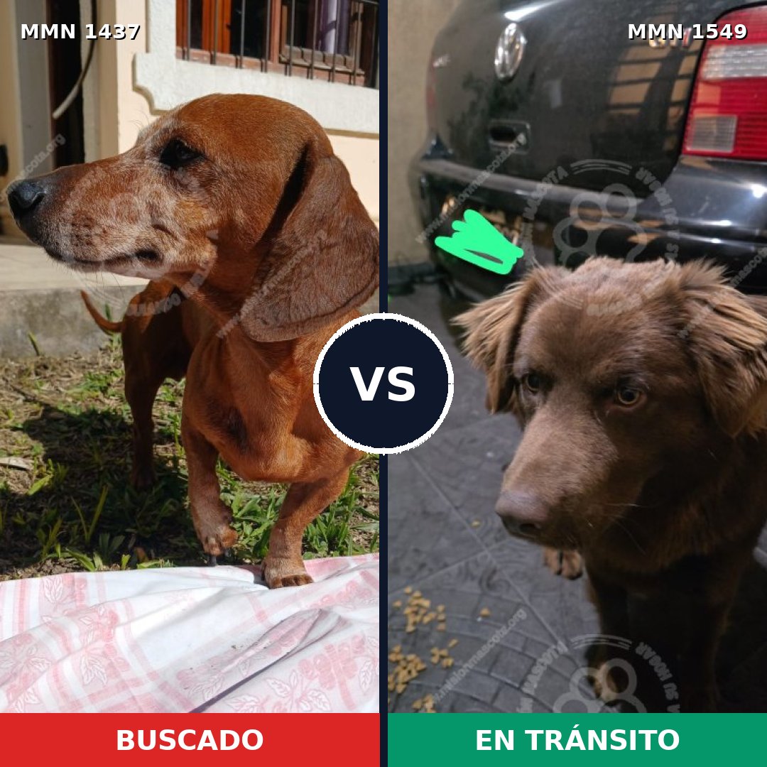Comparativa MMS 37511: mascota perdida y mascota encontrada, 31% de similitud