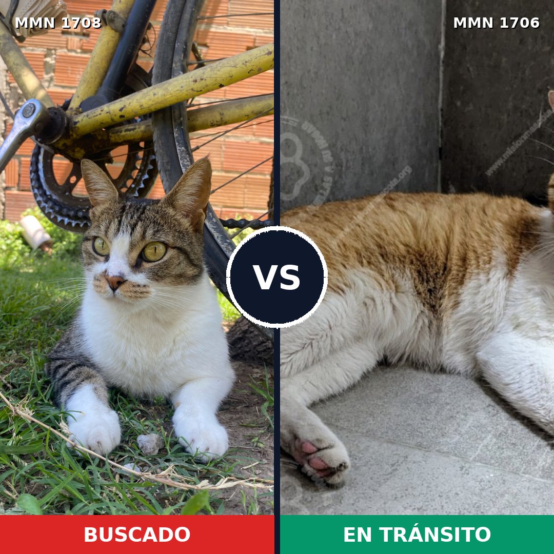 Comparativa MMS 37512: mascota perdida y mascota encontrada, 74% de similitud