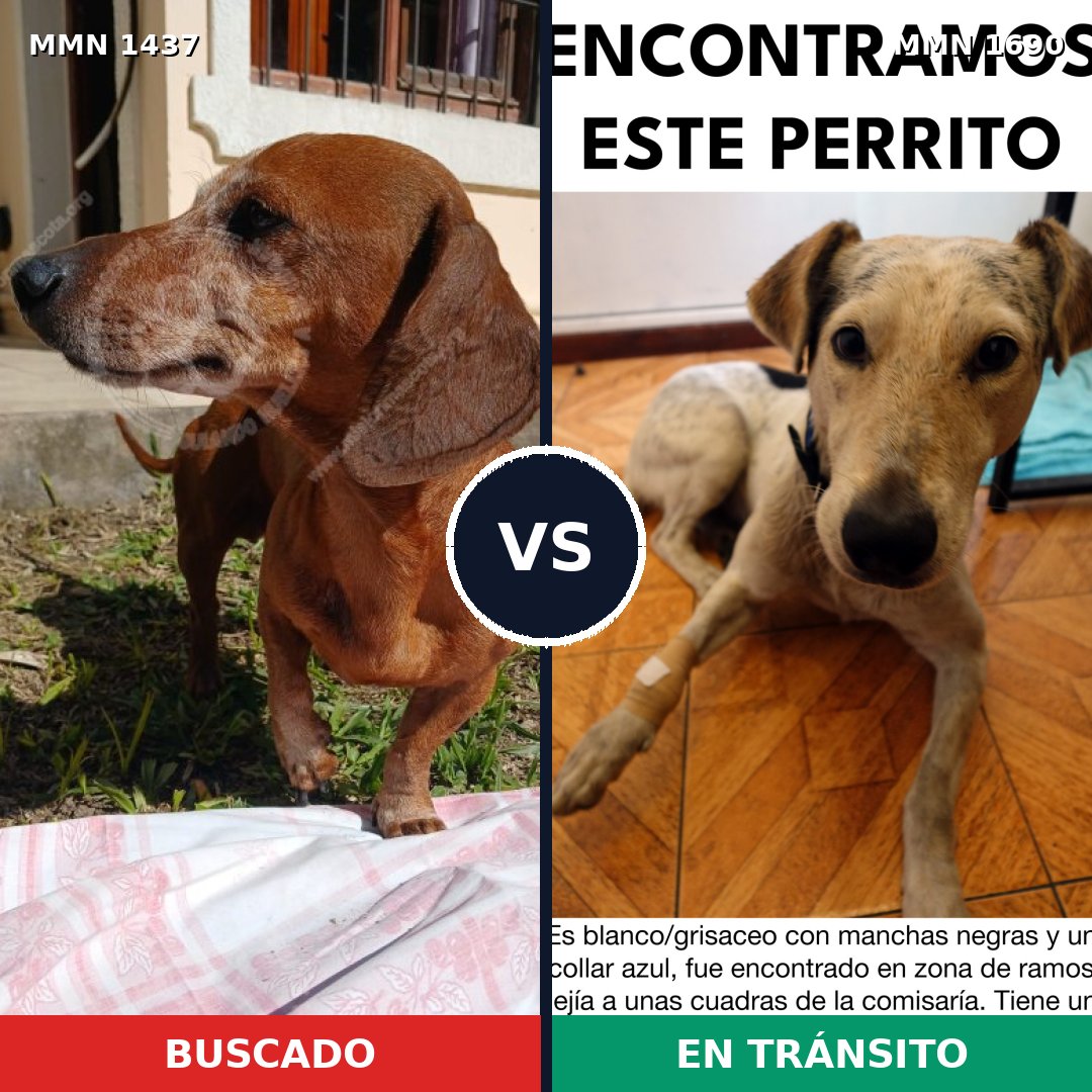 Comparativa MMS 37513: mascota perdida y mascota encontrada, 21% de similitud