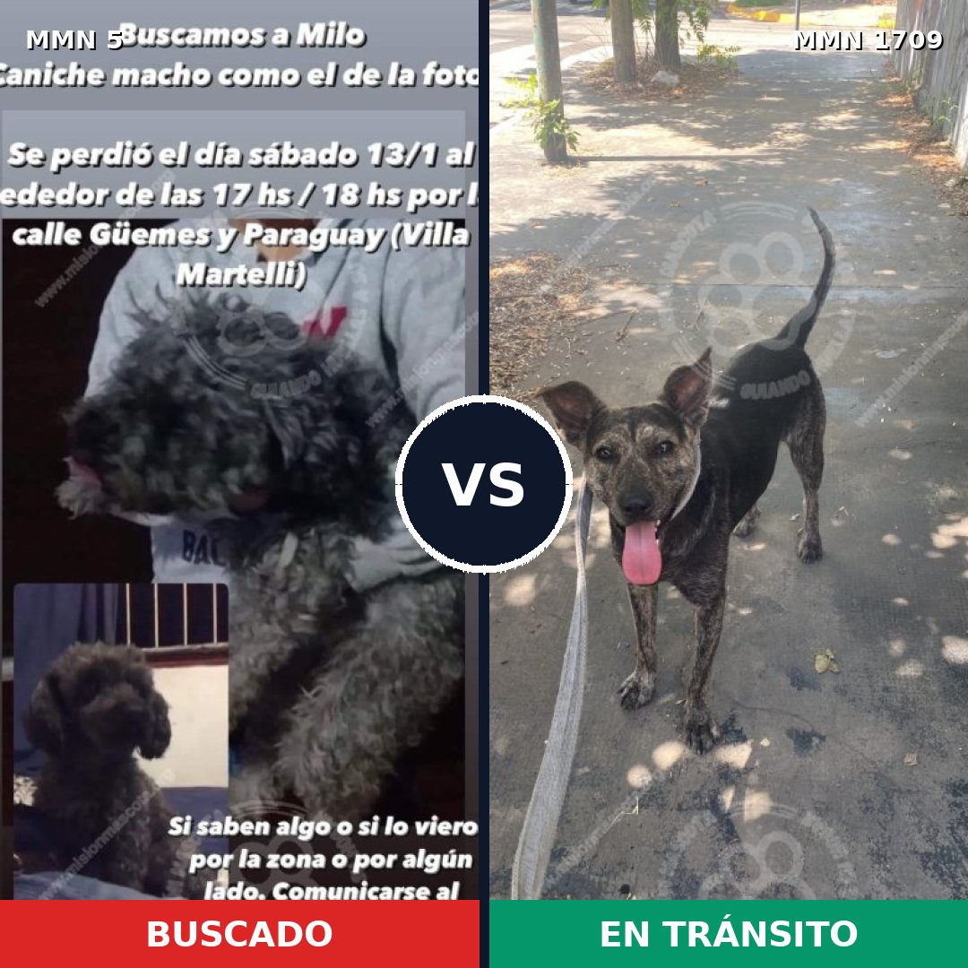 Comparativa MMS 37519: mascota perdida y mascota encontrada, 55% de similitud