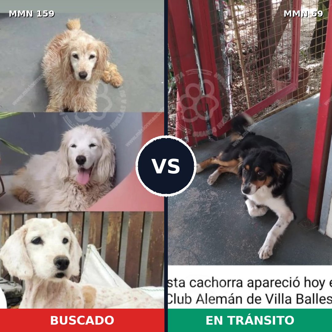Comparativa MMS 3752: mascota perdida y mascota encontrada, 51% de similitud