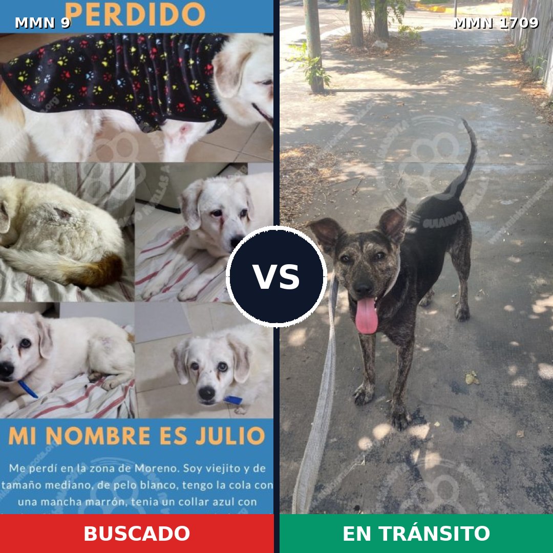 Comparativa MMS 37520: mascota perdida y mascota encontrada, 69% de similitud