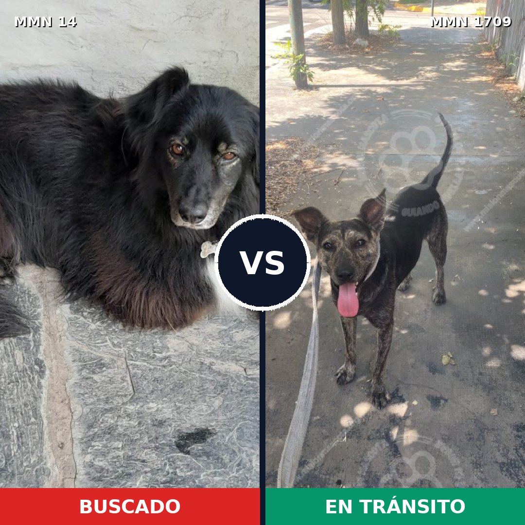 Comparativa MMS 37523: mascota perdida y mascota encontrada, 63% de similitud