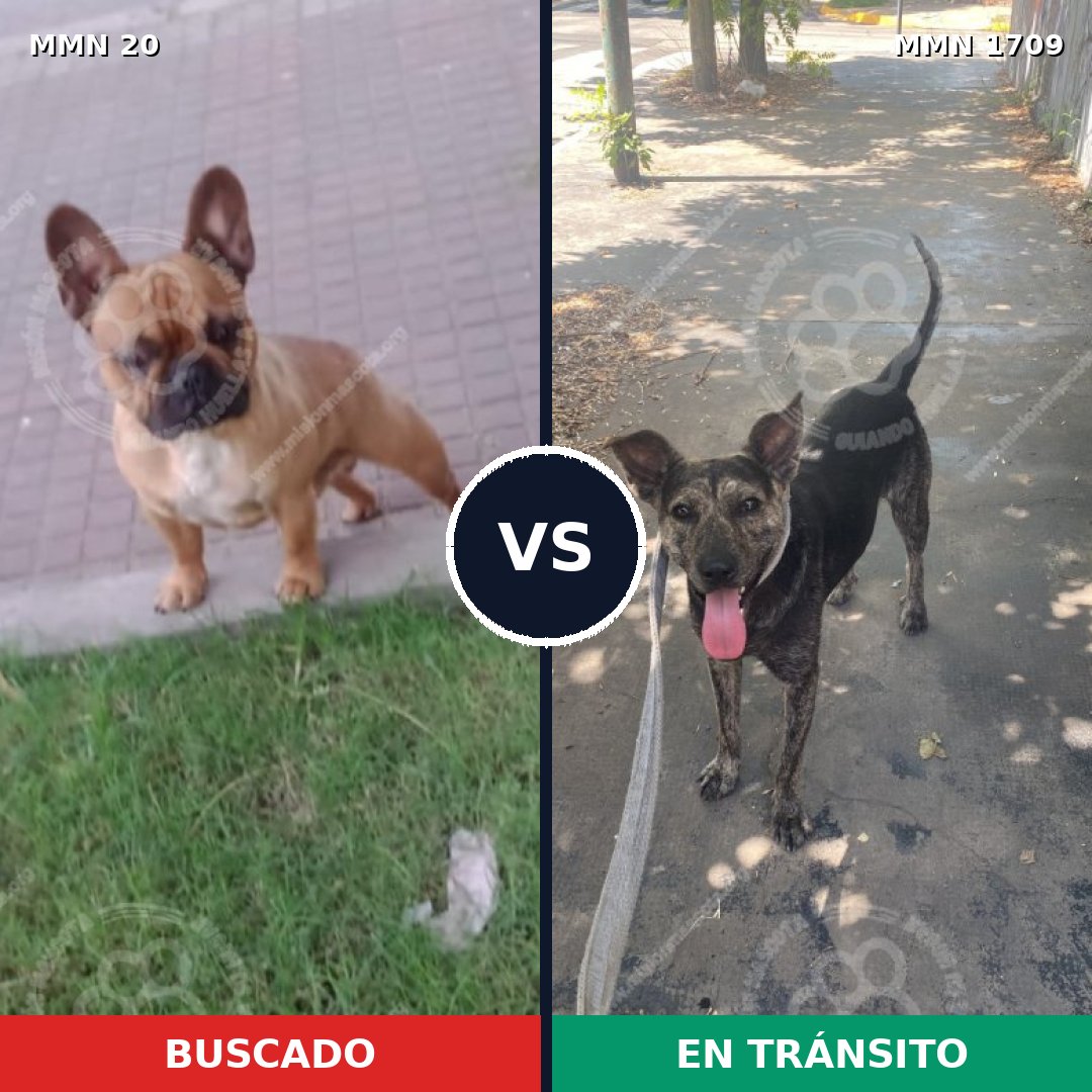 Comparativa MMS 37524: mascota perdida y mascota encontrada, 32% de similitud