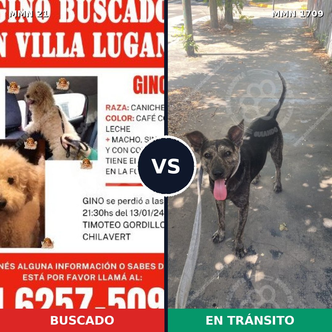 Comparativa MMS 37525: mascota perdida y mascota encontrada, 34% de similitud
