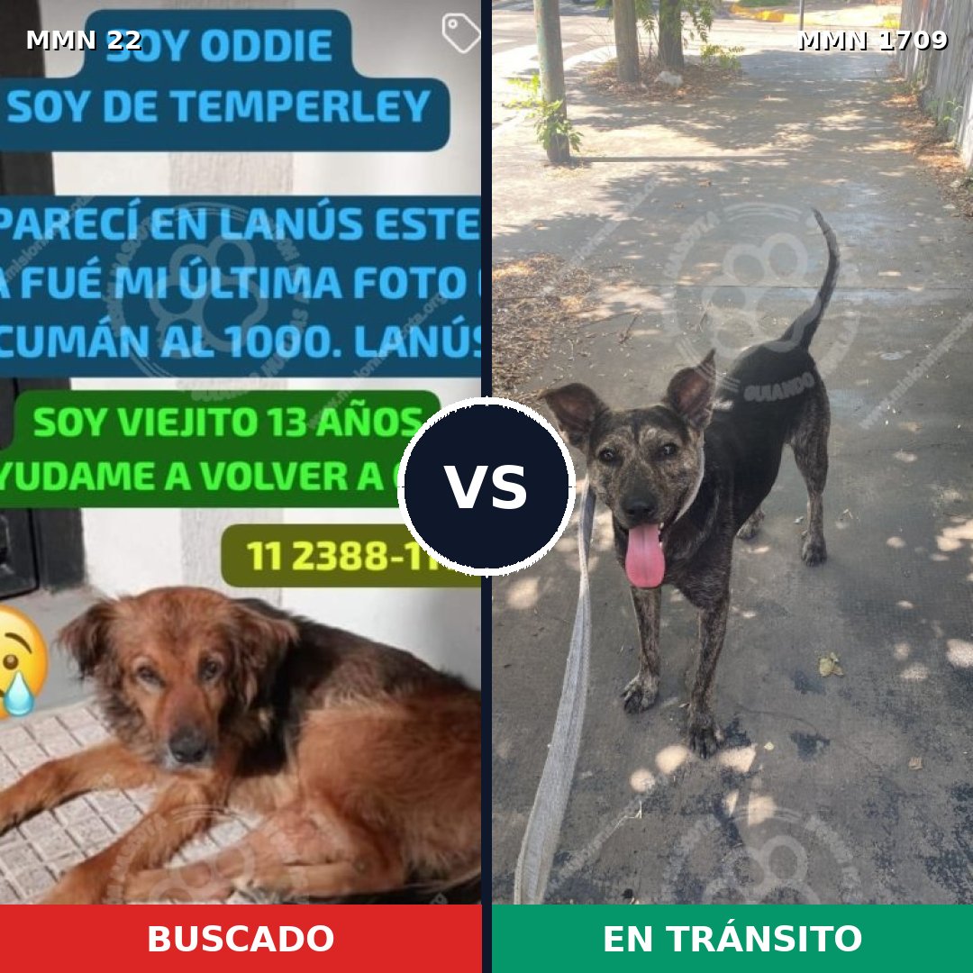 Comparativa MMS 37526: mascota perdida y mascota encontrada, 65% de similitud