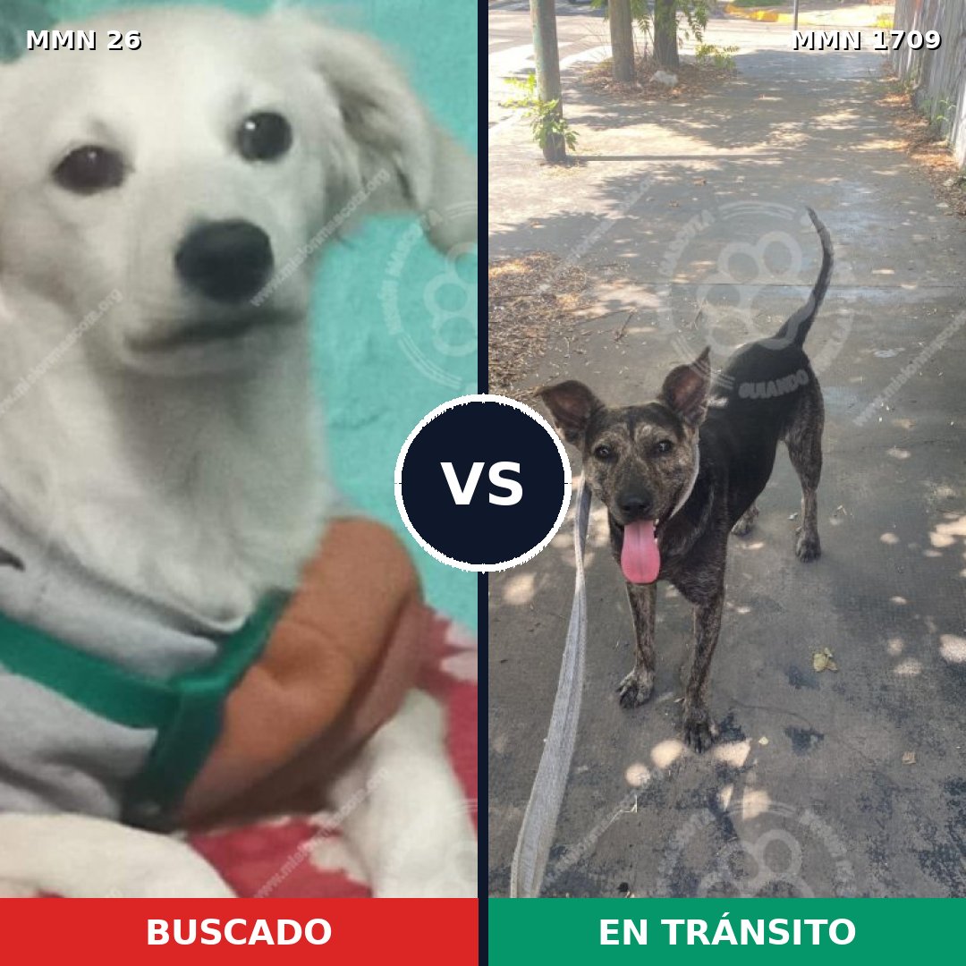 Comparativa MMS 37527: mascota perdida y mascota encontrada, 51% de similitud