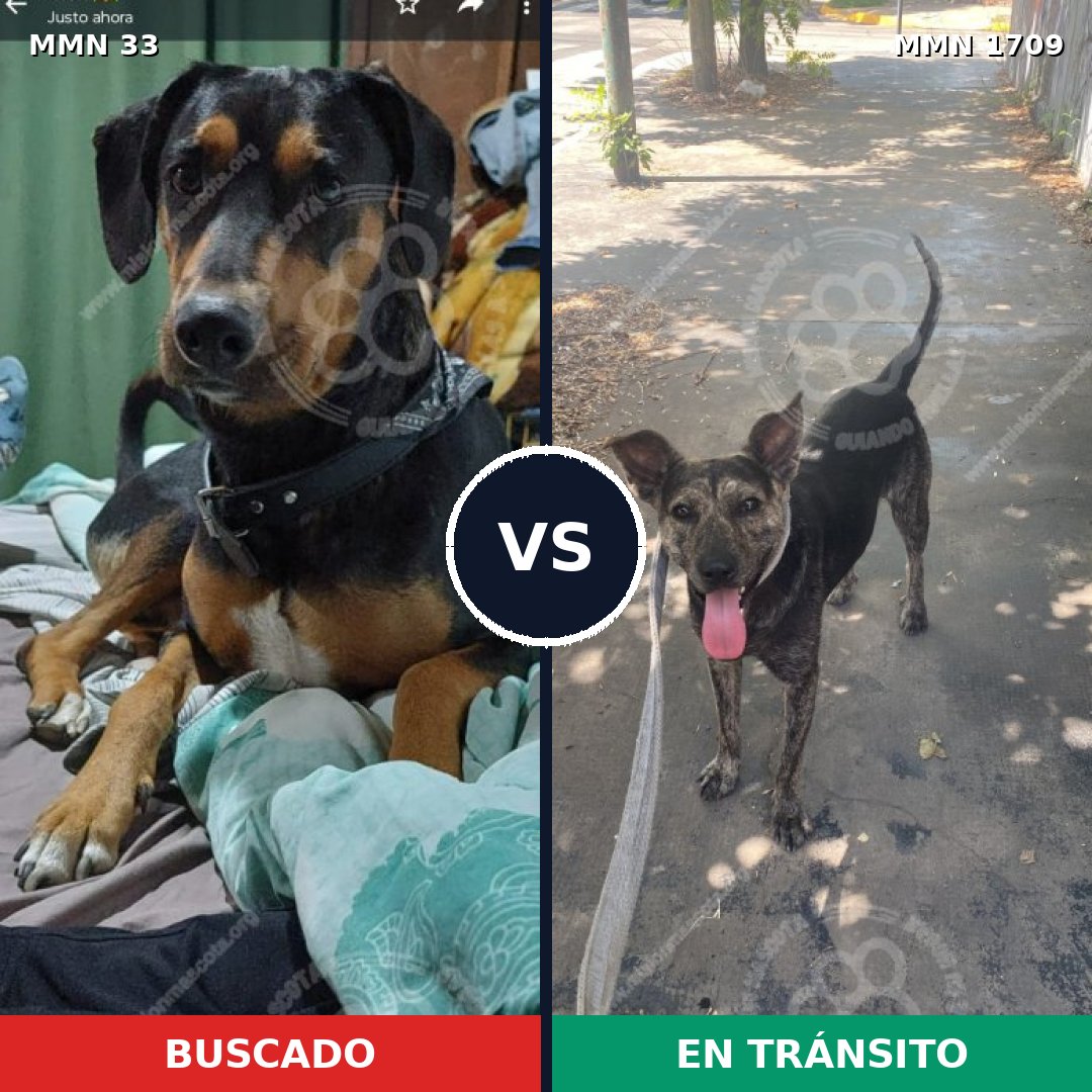 Comparativa MMS 37528: mascota perdida y mascota encontrada, 64% de similitud