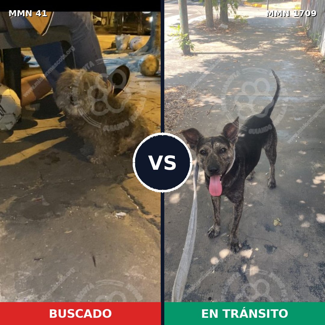 Comparativa MMS 37529: mascota perdida y mascota encontrada, 57% de similitud