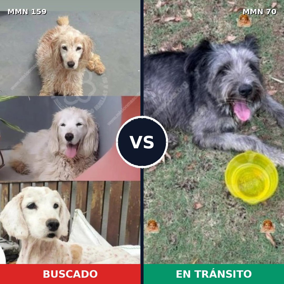 Comparativa MMS 3753: mascota perdida y mascota encontrada, 51% de similitud