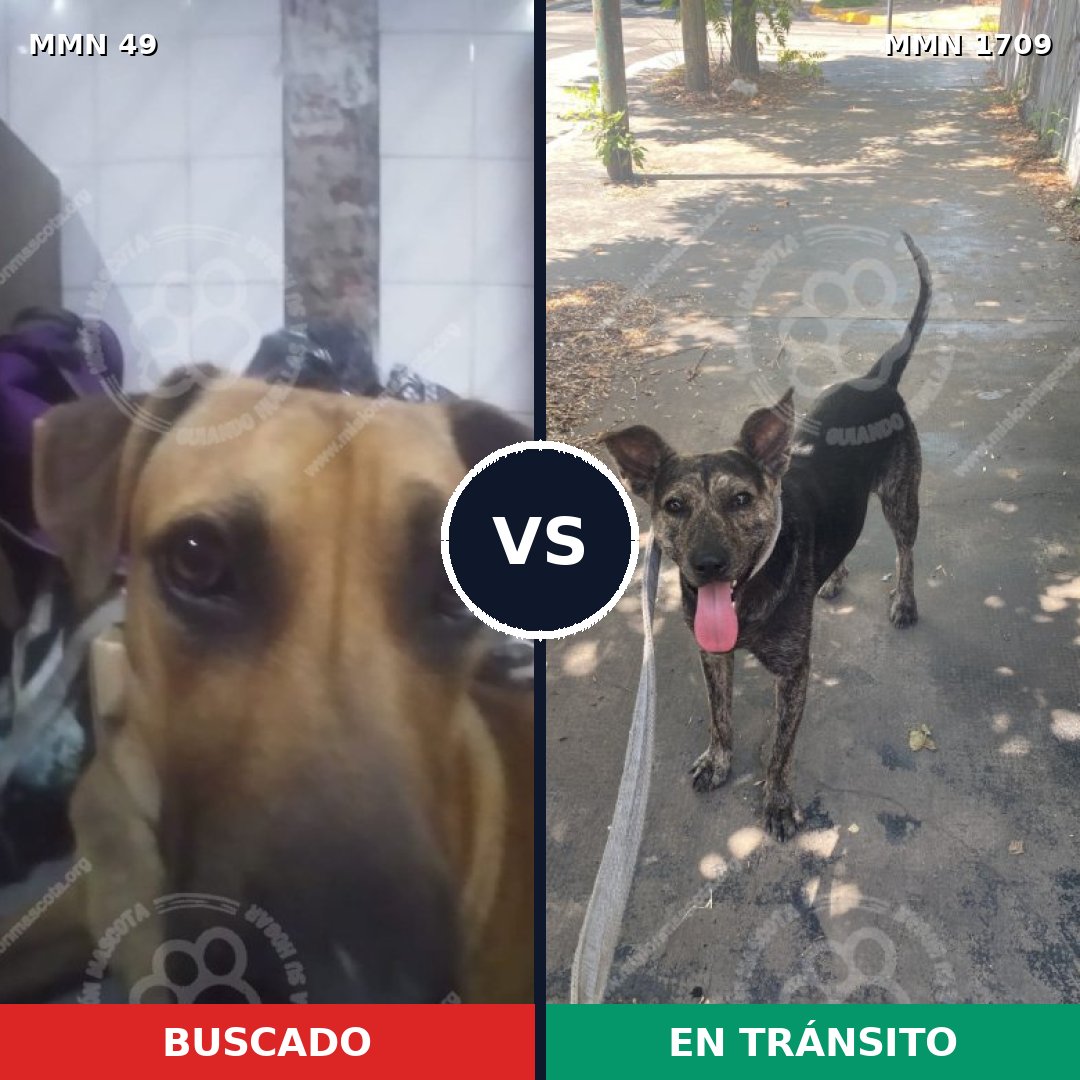 Comparativa MMS 37530: mascota perdida y mascota encontrada, 55% de similitud