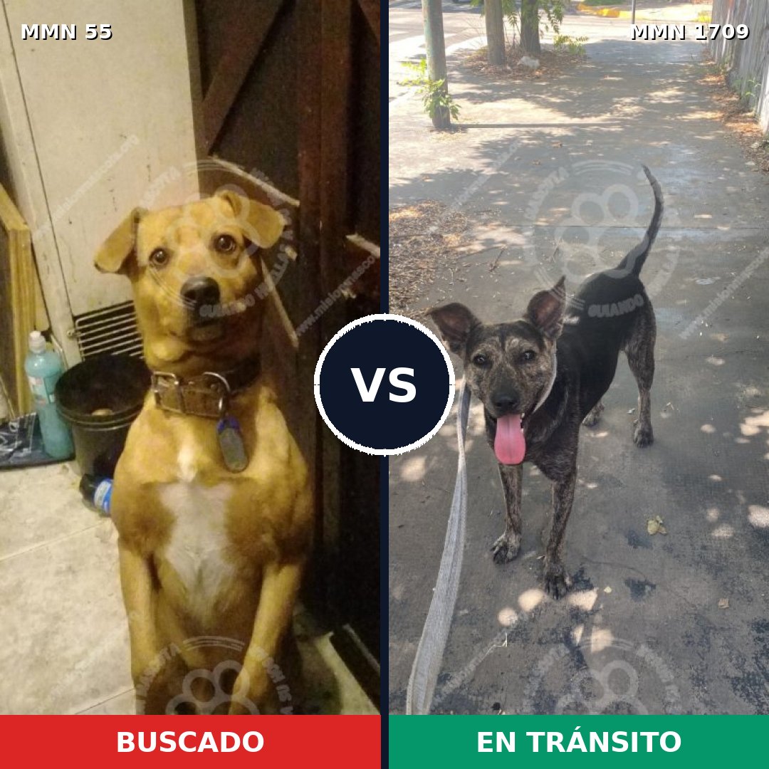 Comparativa MMS 37531: mascota perdida y mascota encontrada, 63% de similitud