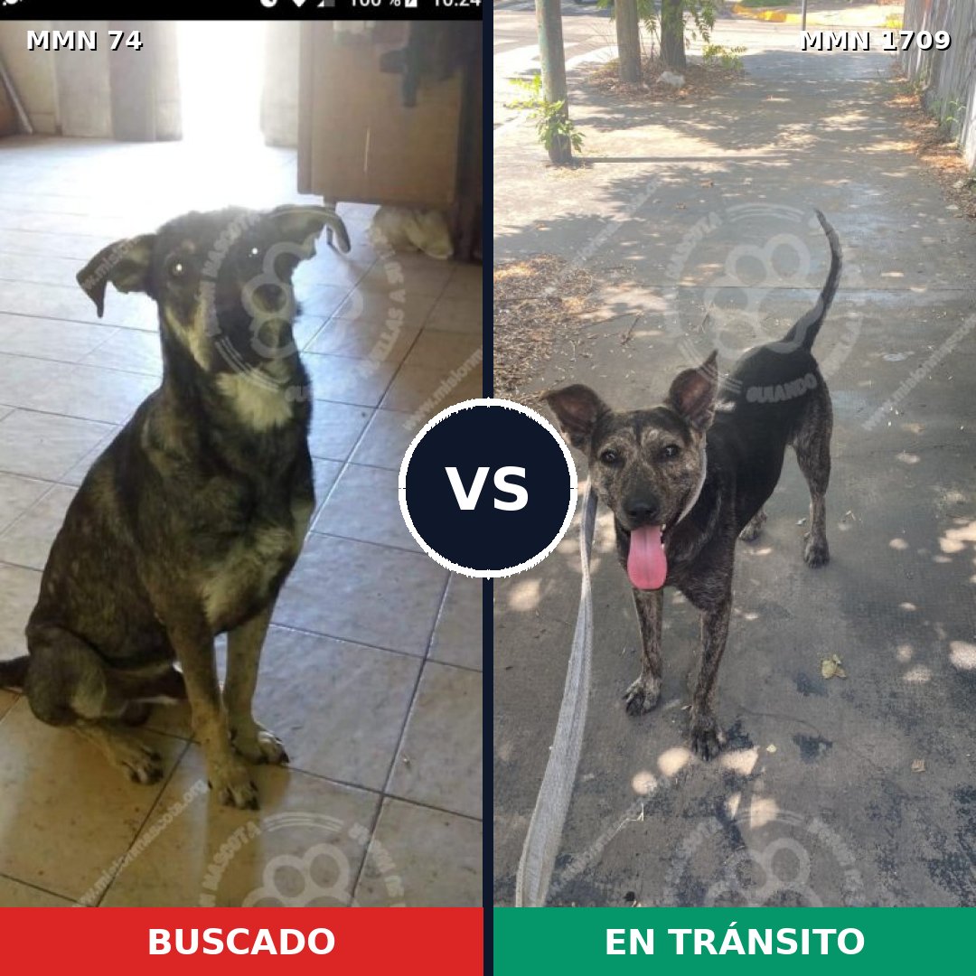 Comparativa MMS 37533: mascota perdida y mascota encontrada, 62% de similitud